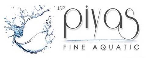 My Website